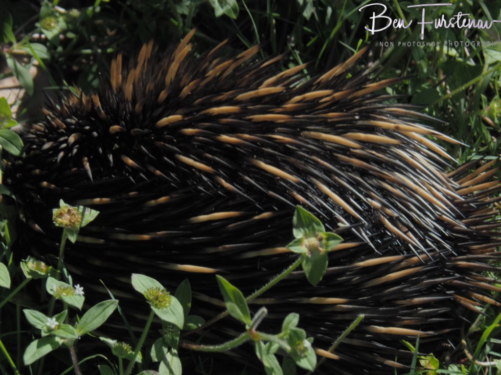 Woody Head, Northern New South Wales, Australia