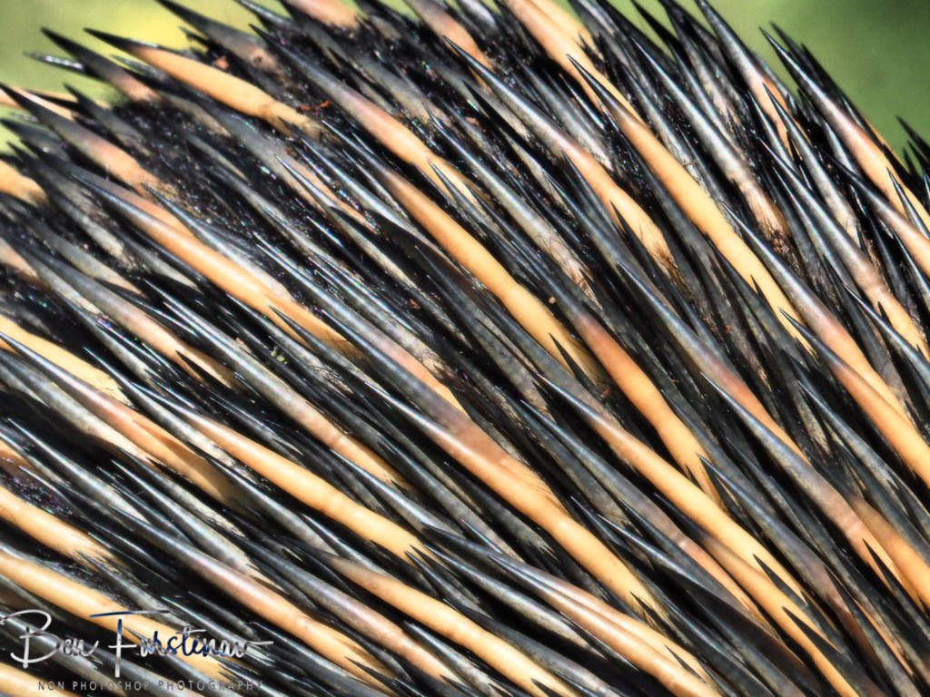 Woody Head, Northern New South Wales, Australia