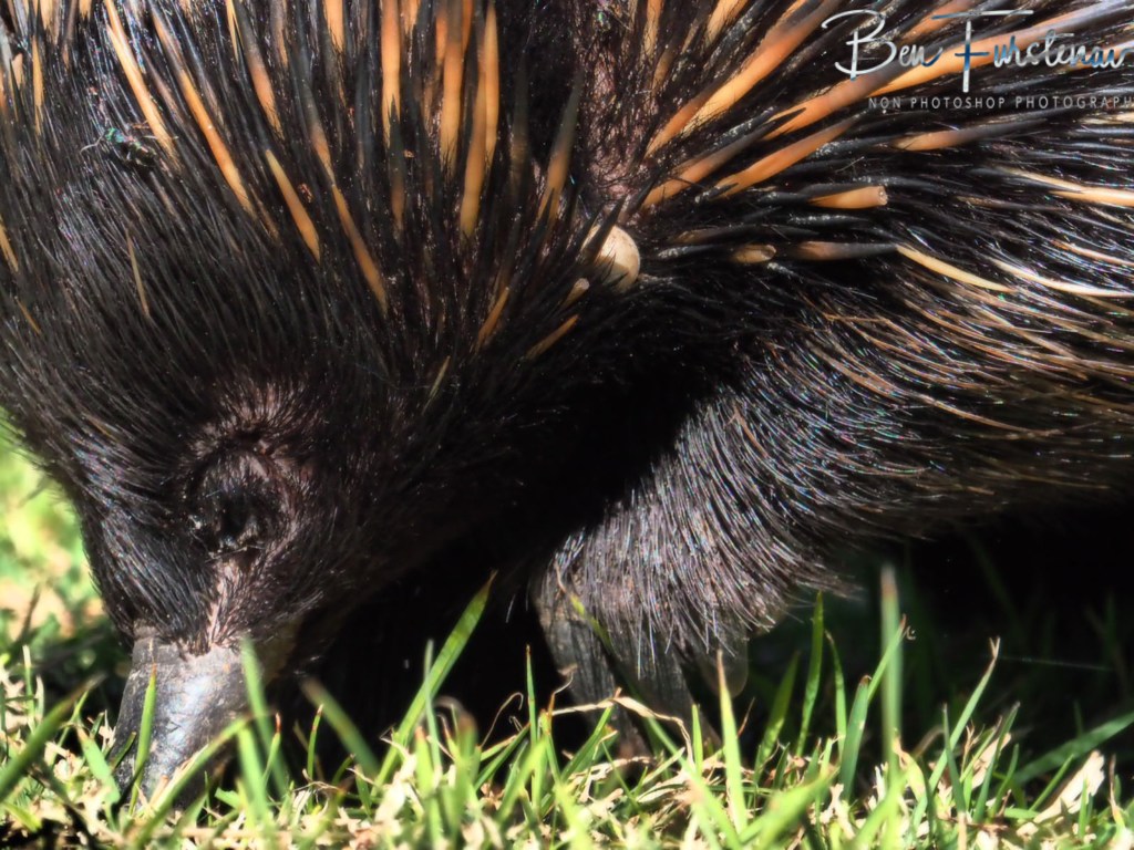 Woody Head, Northern New South Wales, Australia