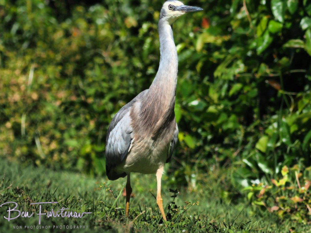 Woody Head, Northern New South Wales, Australia