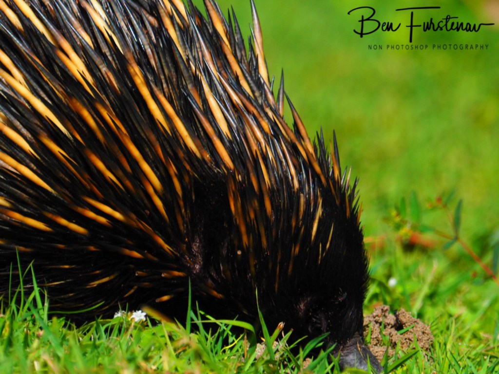 Woody Head, Northern New South Wales, Australia