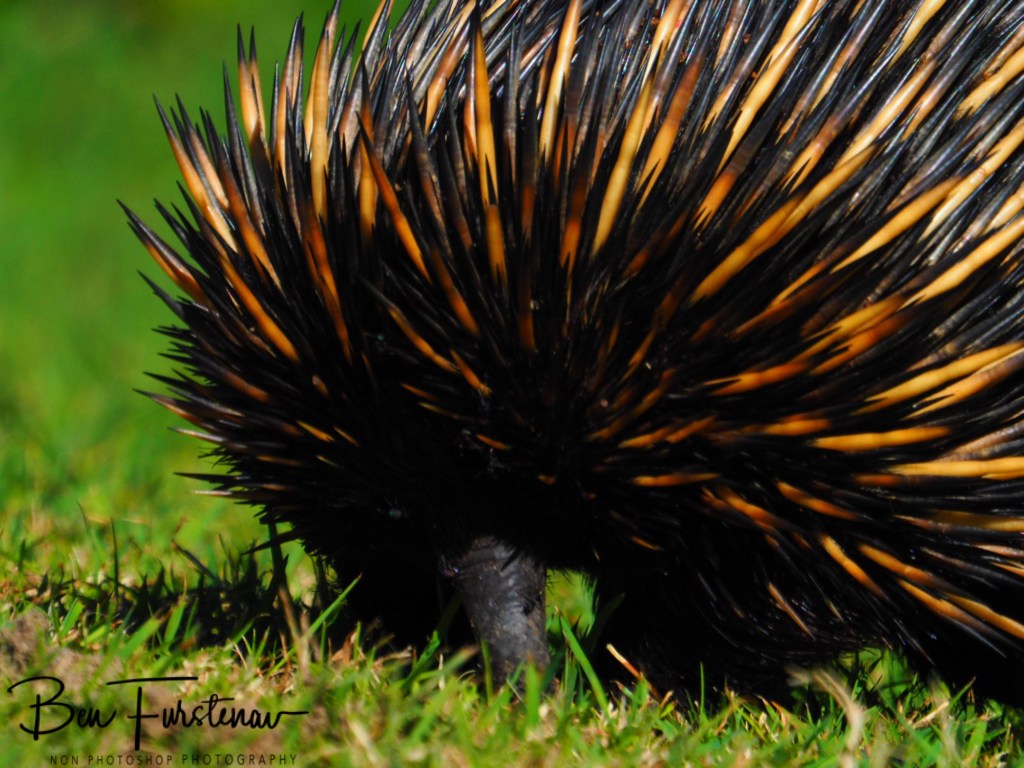 Woody Head, Northern New South Wales, Australia