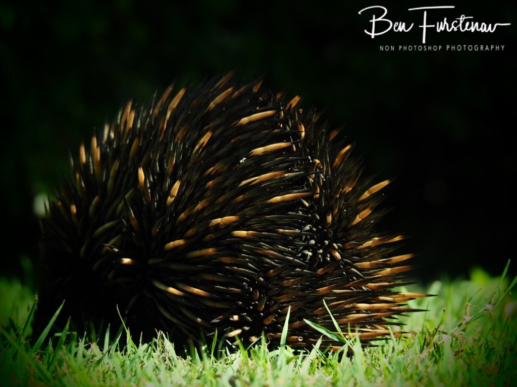 Woody Head, Northern New South Wales, Australia