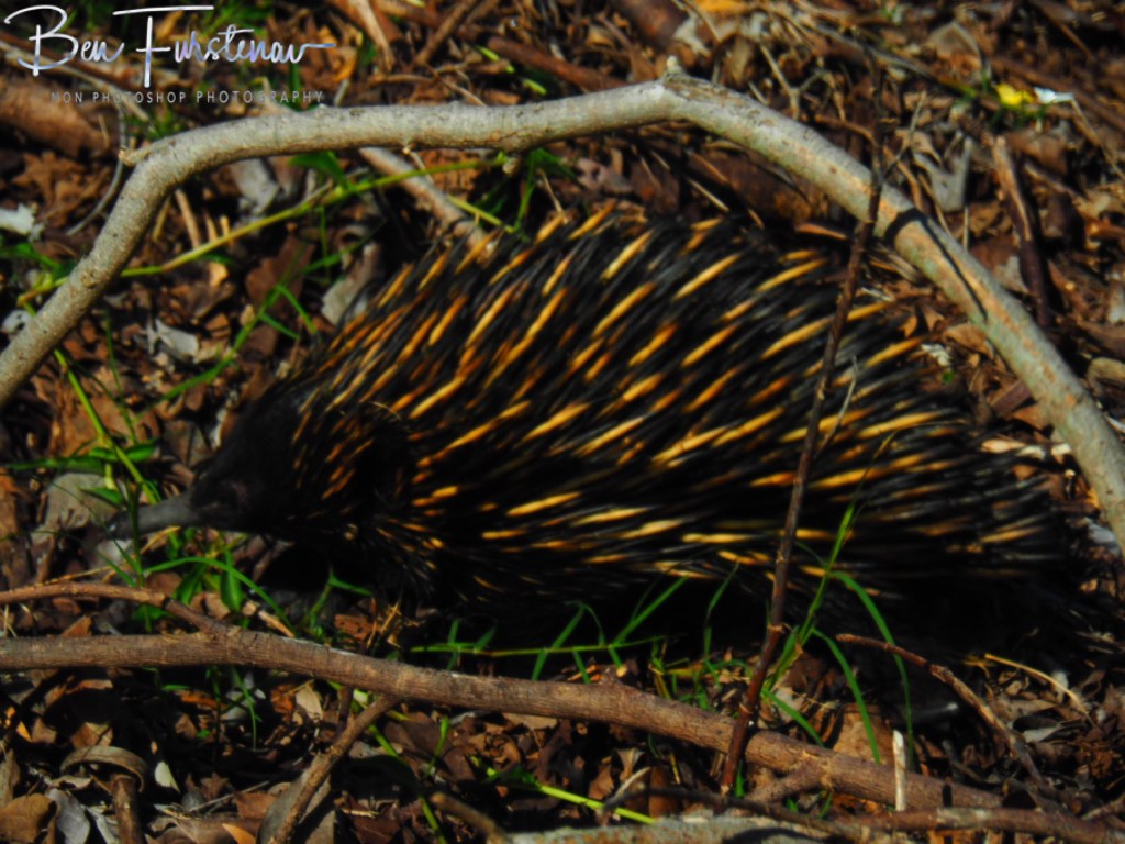 Woody Head, Northern New South Wales, Australia