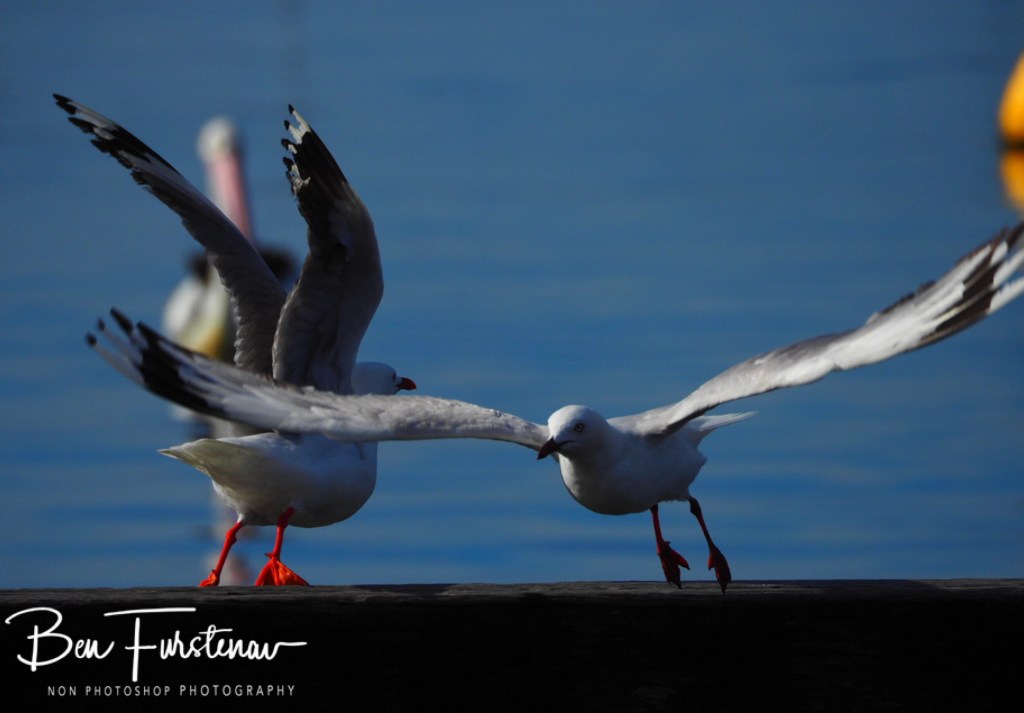 Iluka, Northern New South Wales, Australia 