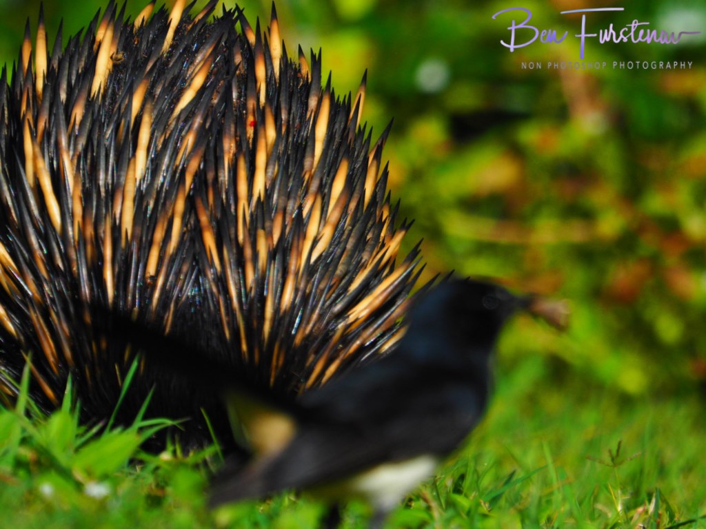 Woody Head, Northern New South Wales, Australia