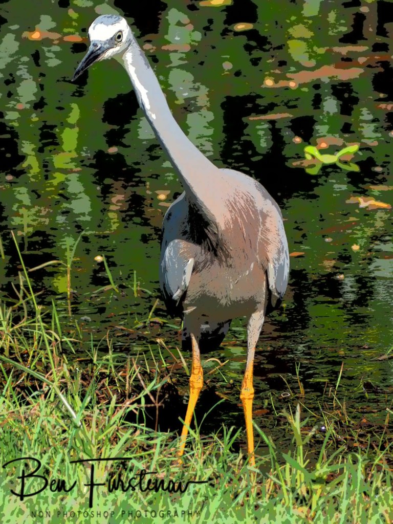 Woody Head, Northern New South Wales, Australia