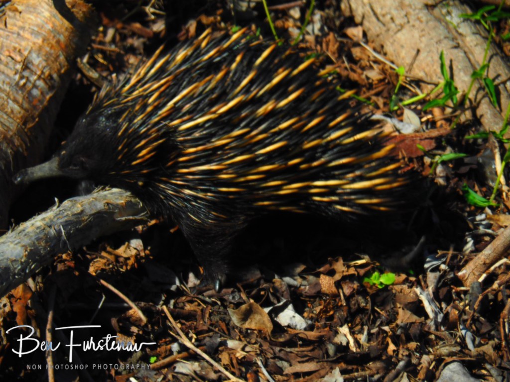 Woody Head, Northern New South Wales, Australia