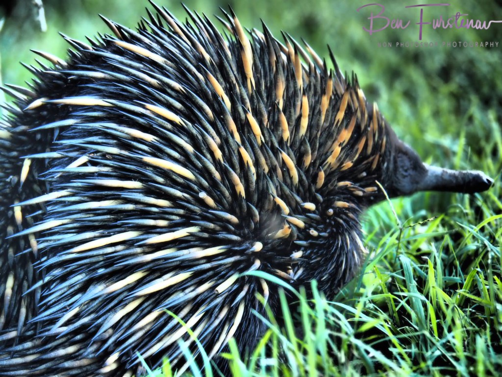 Woody Head, Northern New South Wales, Australia