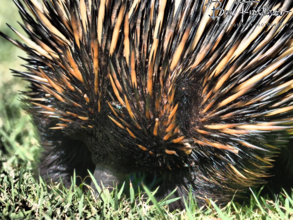Woody Head, Northern New South Wales, Australia