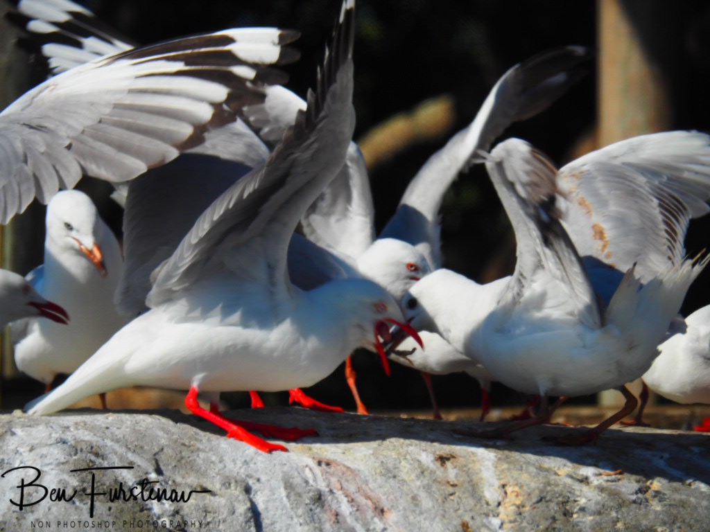 Iluka, Northern New South Wales, Australia 