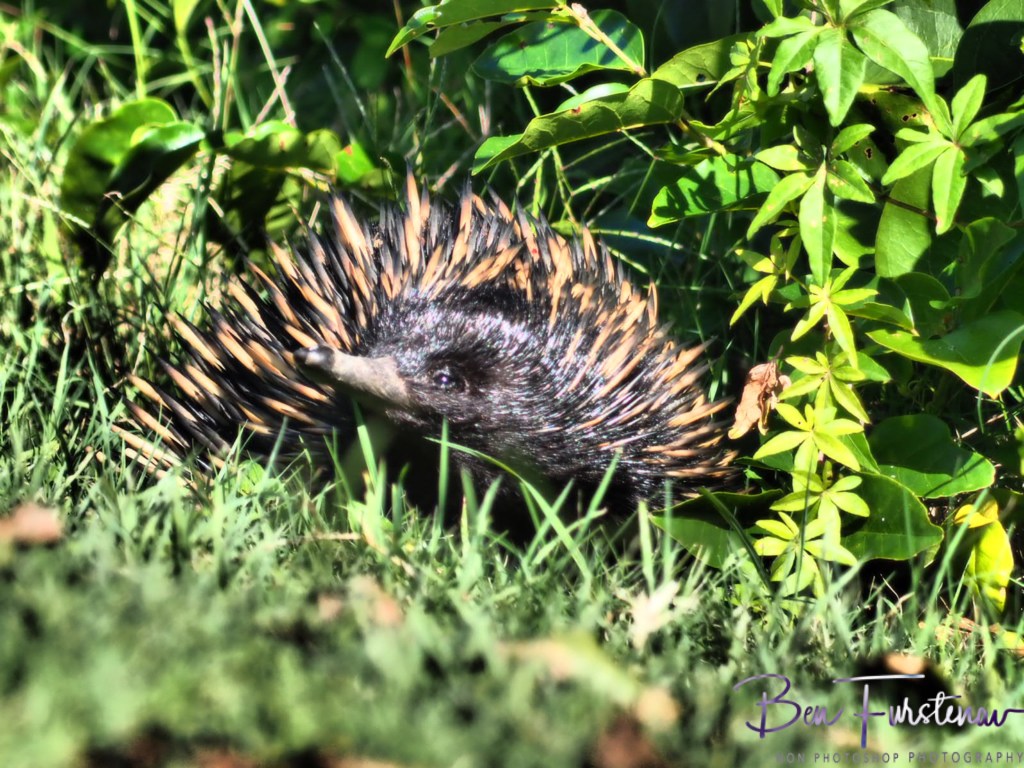 Woody Head, Northern New South Wales, Australia