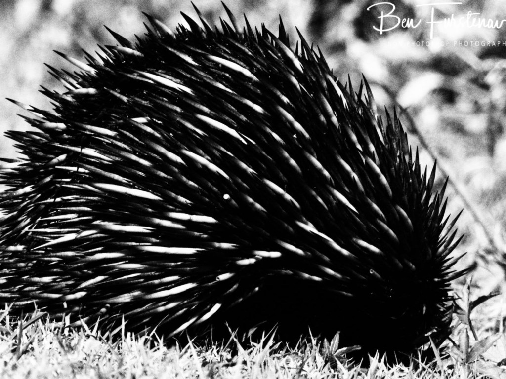 Woody Head, Northern New South Wales, Australia