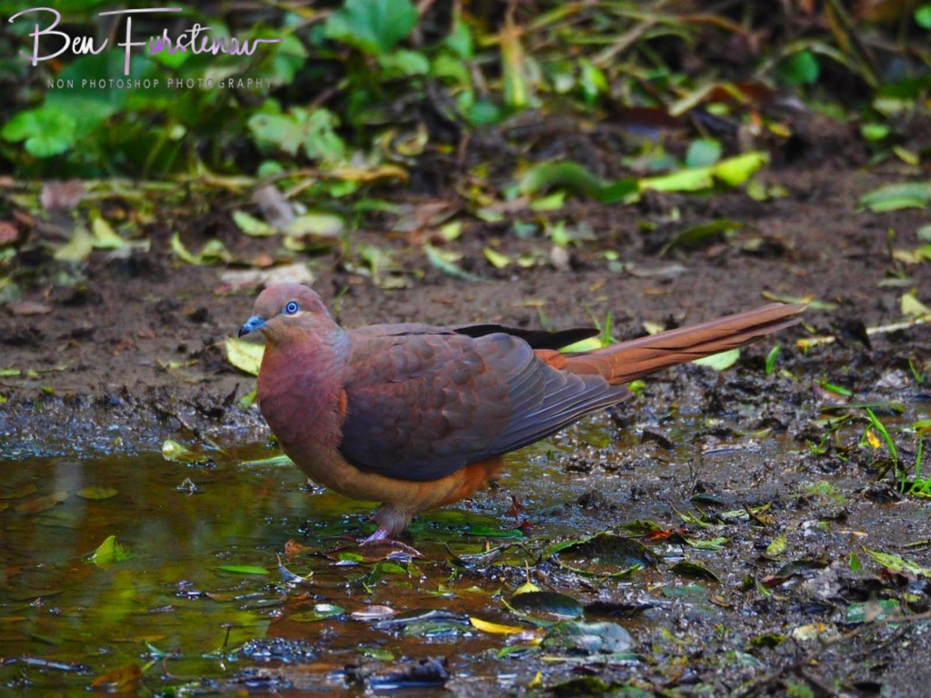 Border Ranges National Park, Northern New South Wales, Australia