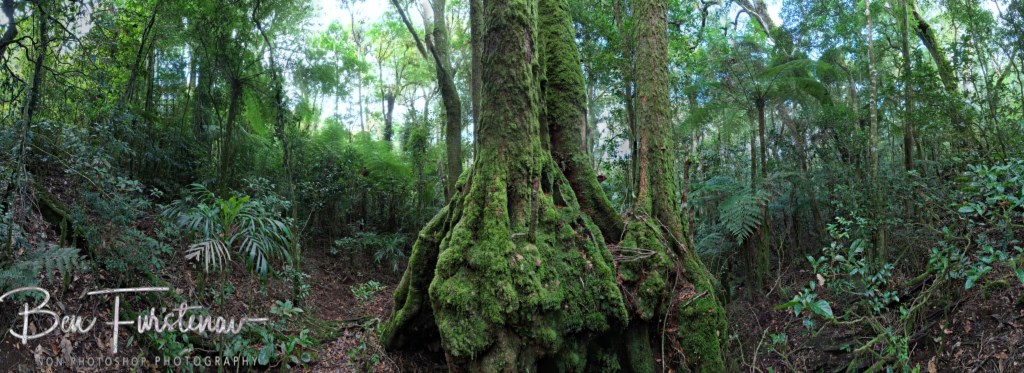 Border Ranges National Park, Northern New South Wales, Australia