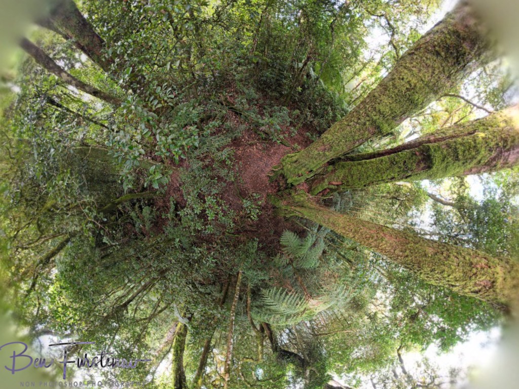 Border Ranges National Park, Northern New South Wales, Australia