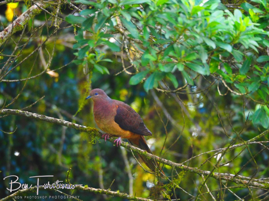 Border Ranges National Park, Northern New South Wales, Australia