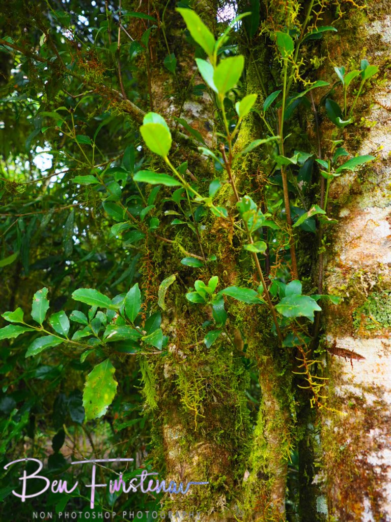 Border Ranges National Park, Northern New South Wales, Australia