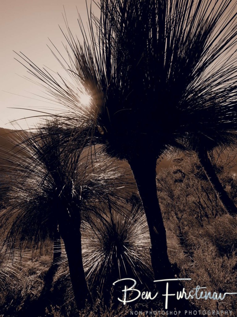 Border Ranges National Park, Northern New South Wales, Australia