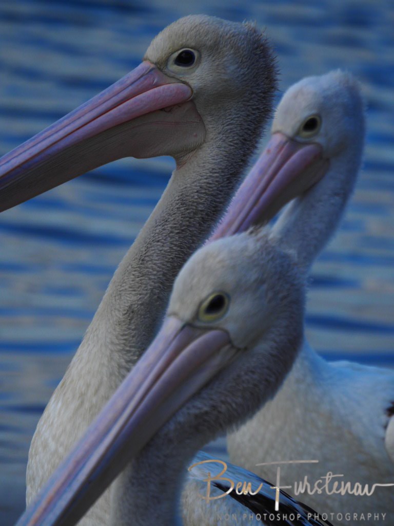 Iluka, Northern New South Wales, Australia