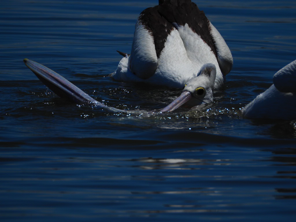 Iluka, Northern New South Wales, Australia