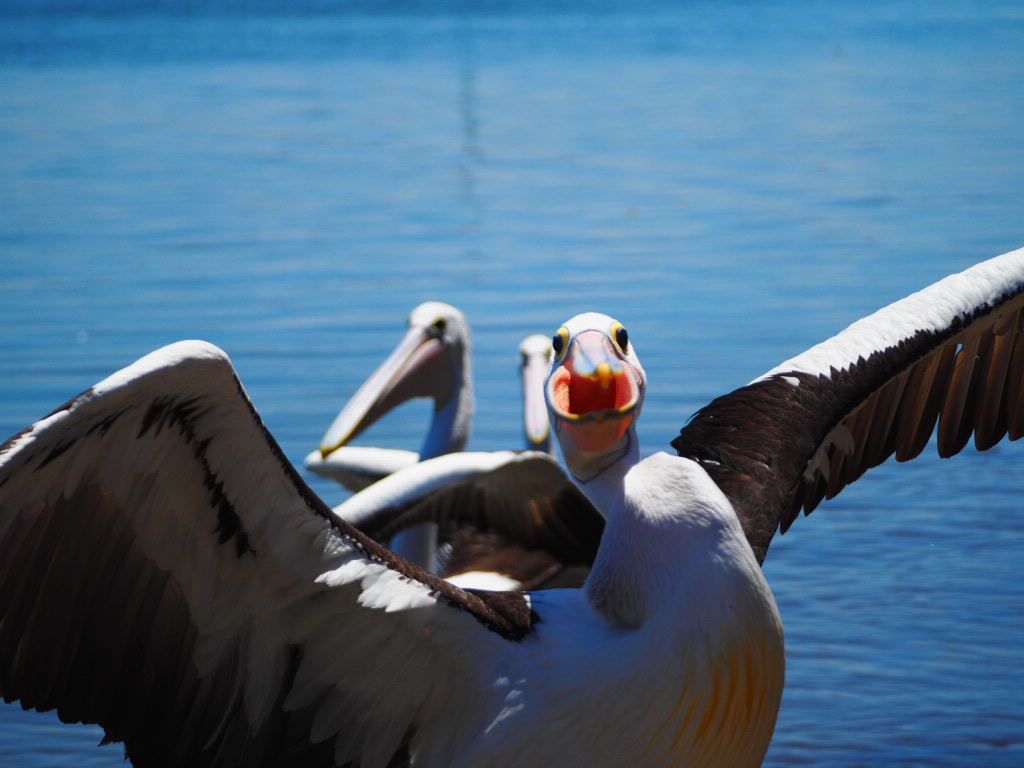 Iluka, Northern New South Wales, Australia