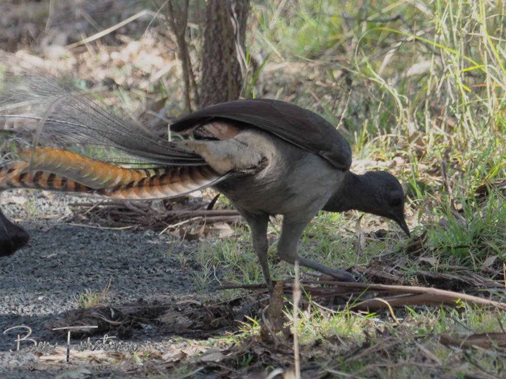 Oxley Wild Rivers National Park, Northern New South Wales, Australia