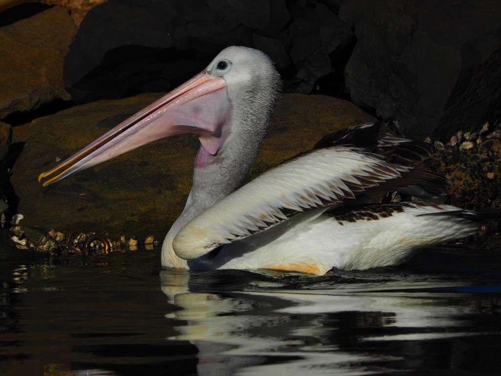Evans Head, Northern New South Wales, Australia