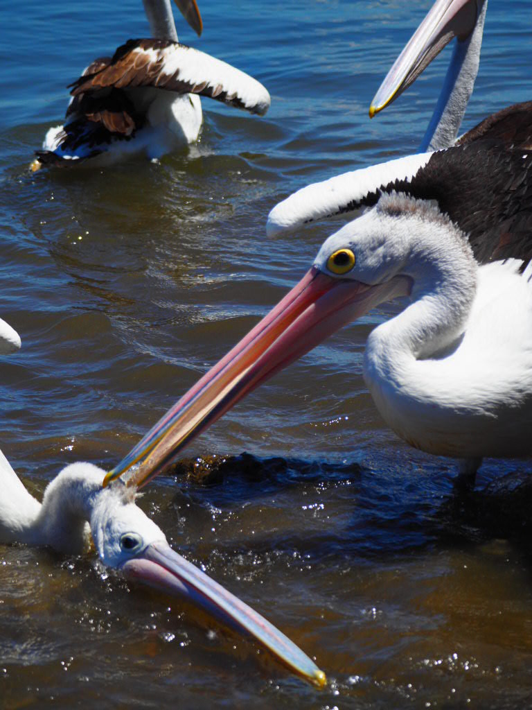 Iluka, Northern New South Wales, Australia 