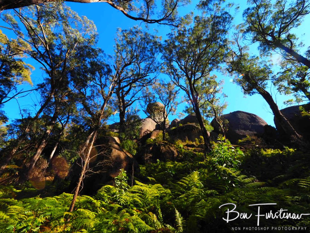 Basket Swamp National Park, Tenterfield, Northern New South Wales, Australia