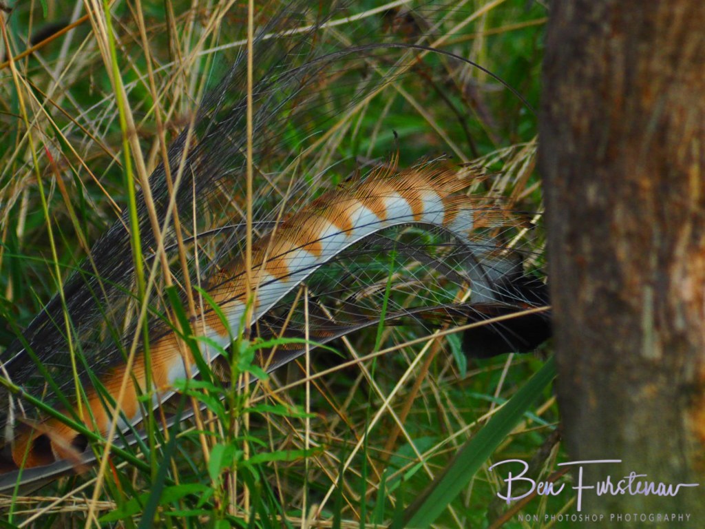 Oxley Wild Rivers National Park, Northern New South Wales, Australia