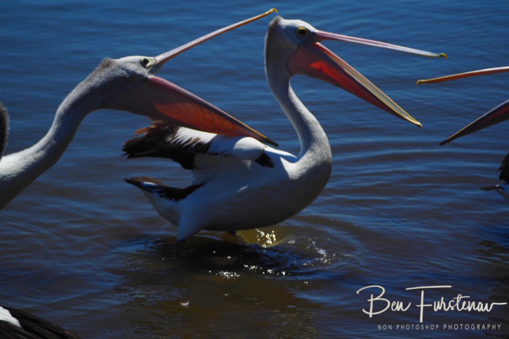 Iluka, Northern New South Wales, Australia