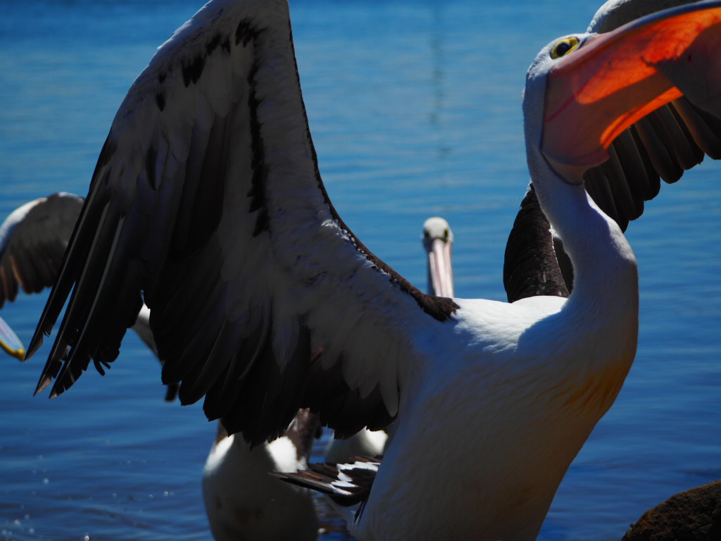 Iluka, Northern New South Wales, Australia
