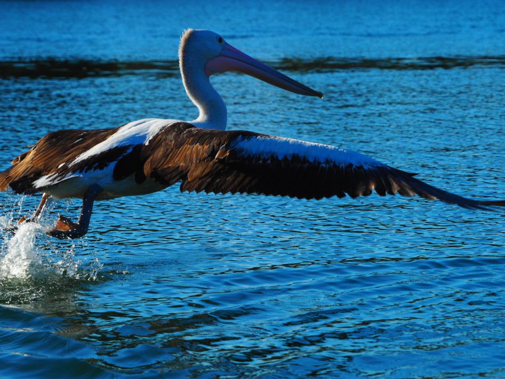 Iluka, Northern New South Wales, Australia