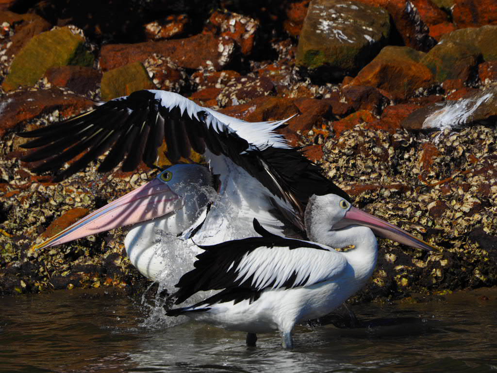 Iluka, Northern New South Wales, Australia