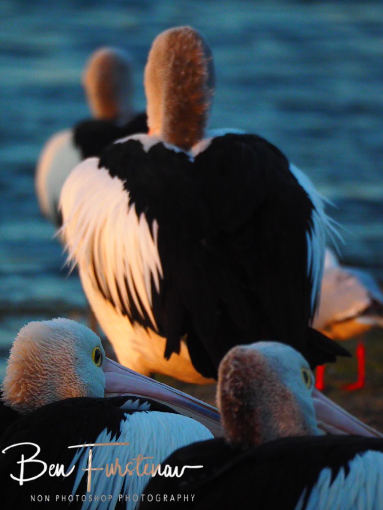 Evans Head, Northern New South Wales, Australia
