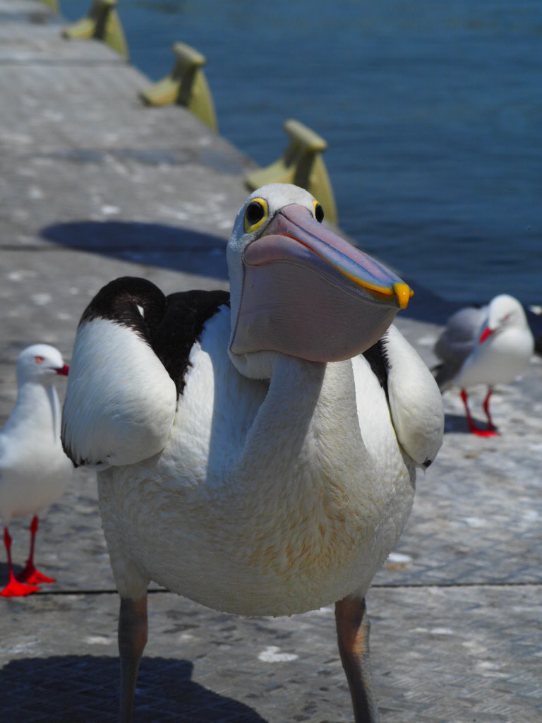 Iluka, Northern New South Wales, Australia