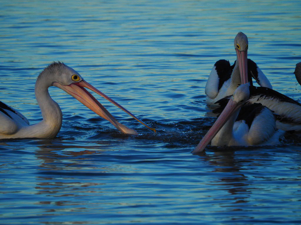 Iluka, Northern New South Wales, Australia