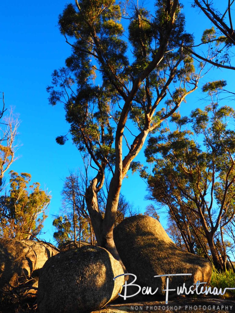 Bald Rock National Park, Tenterfield, Northern New South Wales, Australi