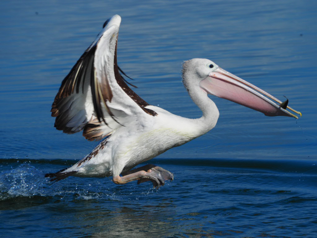Evans Head, Northern New South Wales, Australia