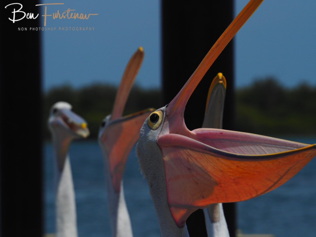Iluka, Northern New South Wales, Australia