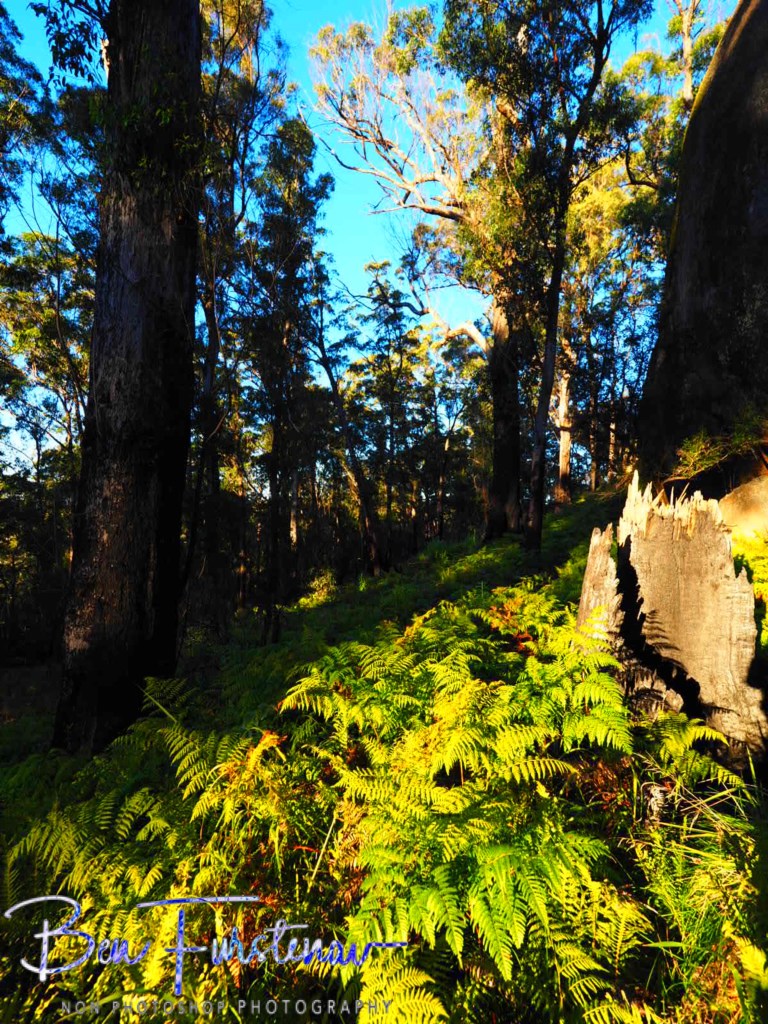 Basket Swamp National Park, Tenterfield, Northern New South Wales, Australia