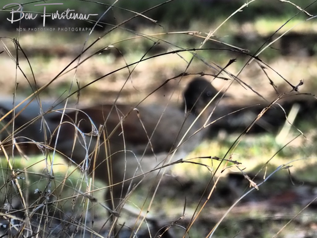 Oxley Wild Rivers National Park, Northern New South Wales, Australia