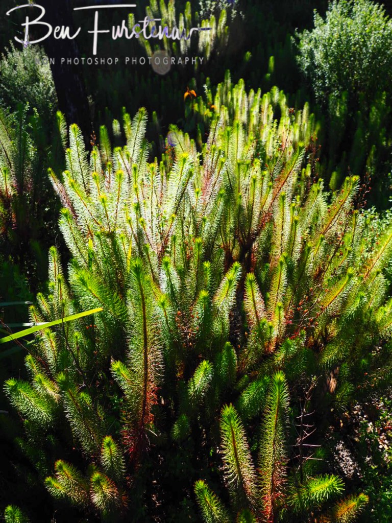 Bald Rock National Park, Tenterfield, Northern New South Wales, Australia