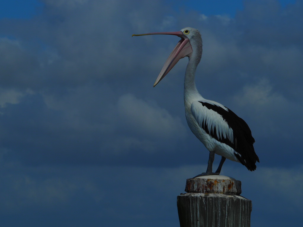 Iluka, Northern New South Wales, Australia