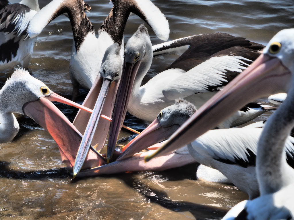 Iluka, Northern New South Wales, Australia