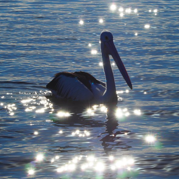 Evans Head, Northern New South Wales, Australia