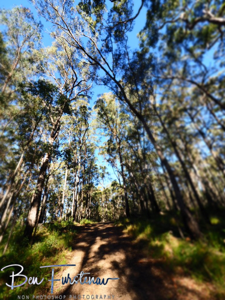 Basket Swamp National Park, Tenterfield, Northern New South Wales, Australia