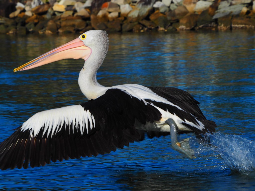 Evans Head, Northern New South Wales, Australia