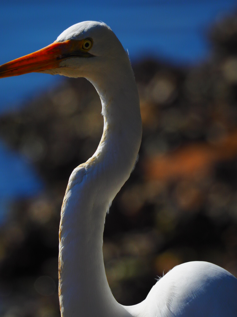Iluka, Northern New South Wales, Australia